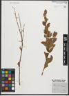 Foto von Salix starkeana Willd.